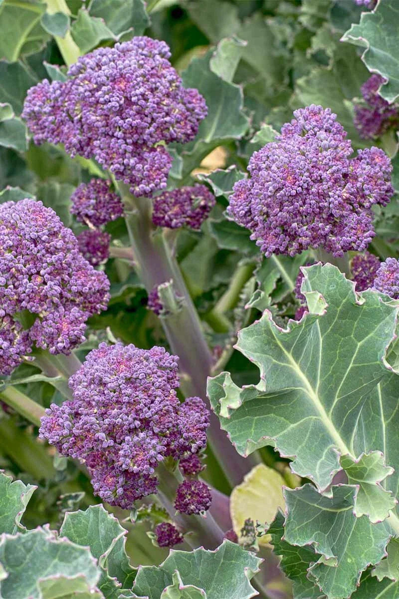 Purple Broccoli Seeds 500+ Non-GMO Heirloom Early Purple Sprouting Brassica oleracea