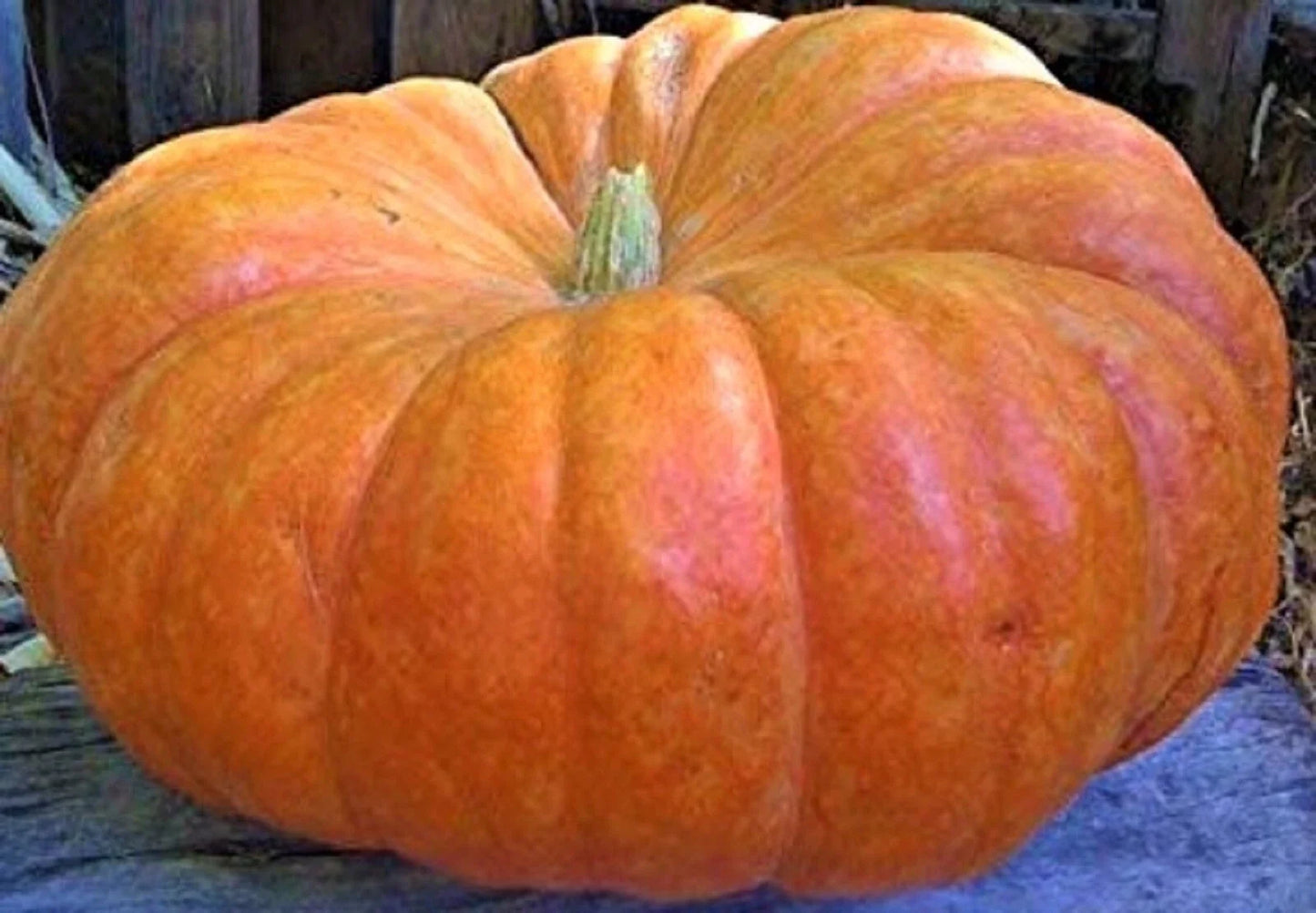 Cinderella Pumpkin Seeds 5 Non-GMO Heirloom Cucurbita pepo for Fall Harvest, Garden Decoration & Cooking