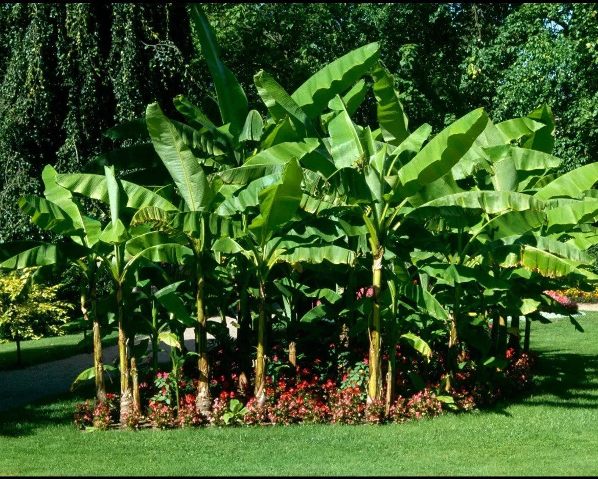 Cold Hardy Banana Tree Starter Plant - Small Rooted Musa for Garden and Home