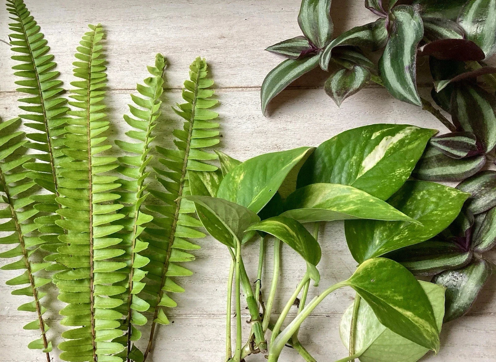 Healthy Rooted Plant Cuttings - 15 Assorted Varieties for Propagation - Indoor & Outdoor Gardening