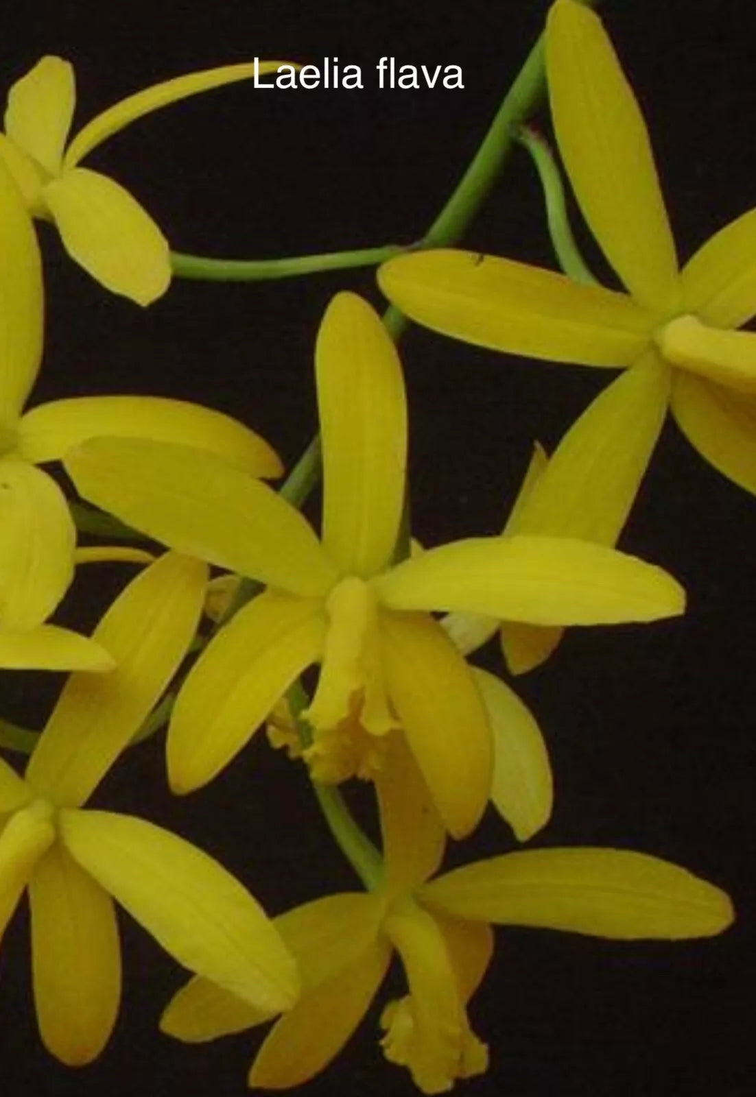 Live Orchid Plant - Bare Root Laelia Flava - Exotic Rare Species Import - Yellow Flowers, Epiphytic Orchid