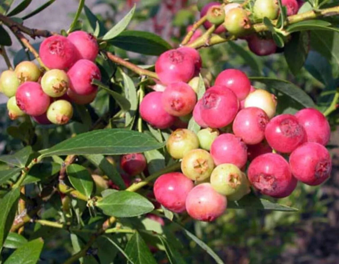 Pink Lemonade Blueberry Bush Seedling - 1 Gallon Vaccinium corymbosum Pink Lemonade Variety, Compact, Edible Fruit Plant