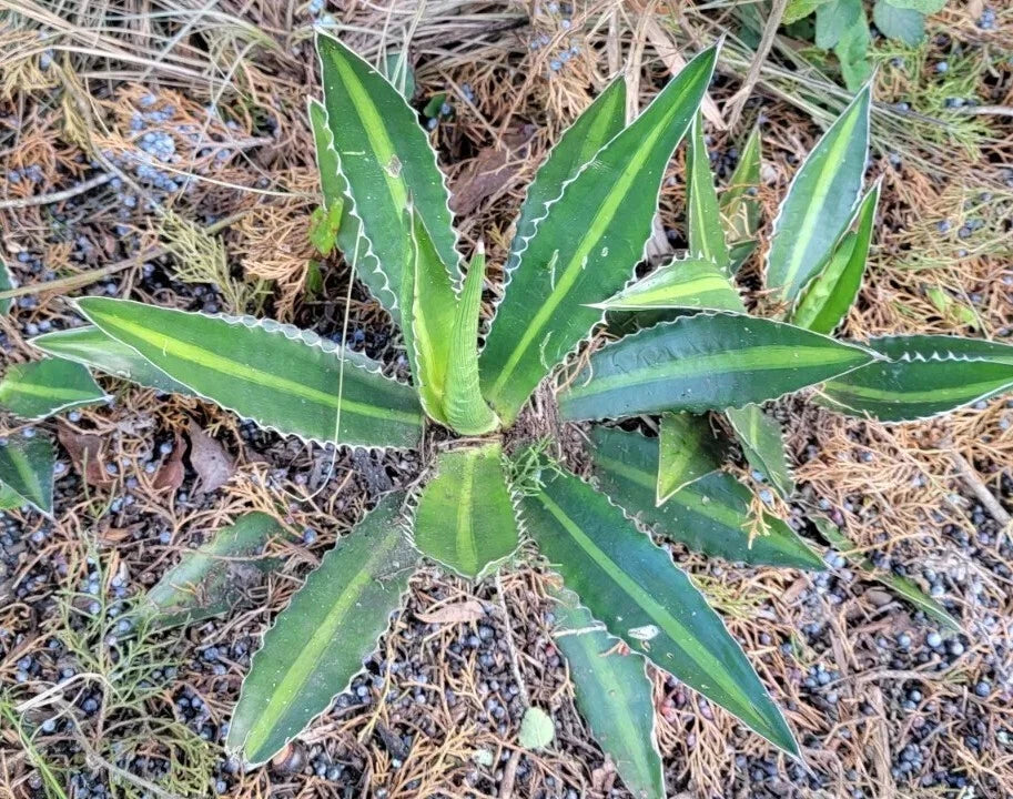 Variegated Agave Lophantha 'Splendida' 12-14" Center Stripe Leaves - Drought Tolerant Indoor Outdoor Plant