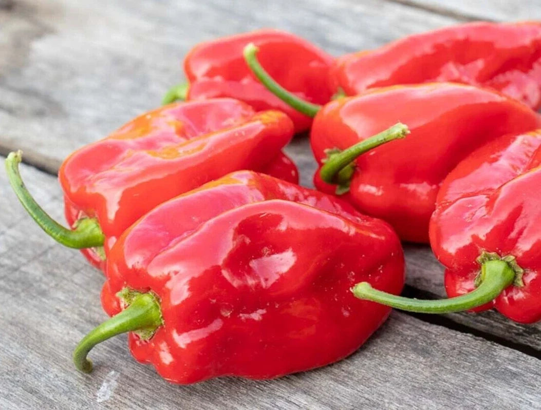 Red Habanero Pepper Seeds – 25 Premium Capsicum chinense, Super-Hot, Fresh, Non-GMO, Spicy Culinary, Garden Seeds