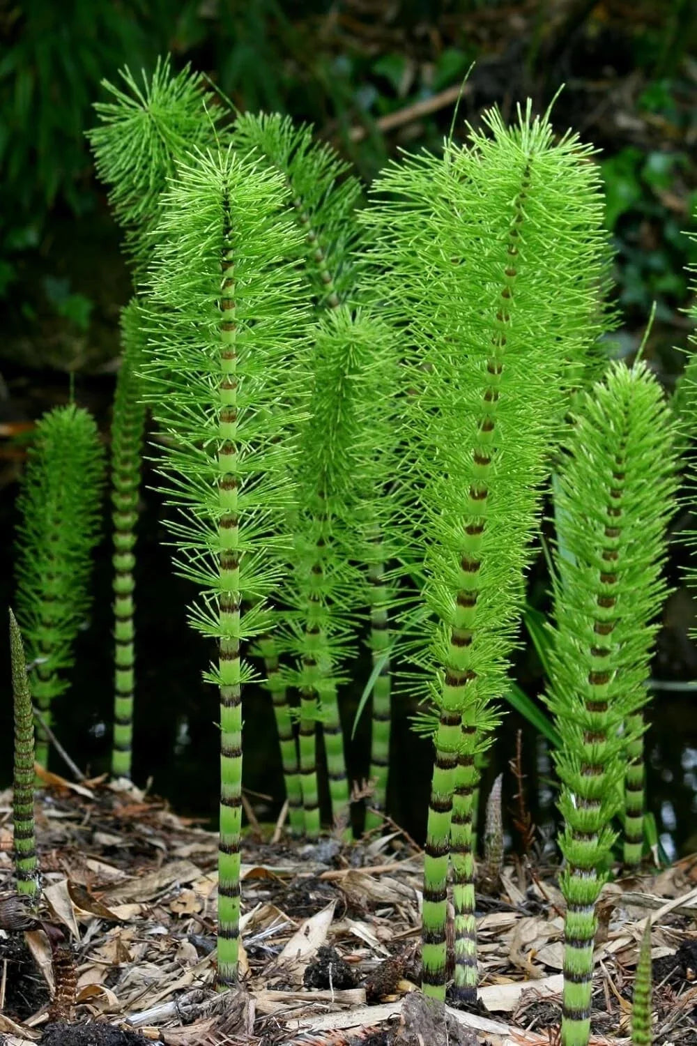 Horsetail Plant Cuttings - Equisetum for Water Gardens, Koi Ponds & Aquatic Features