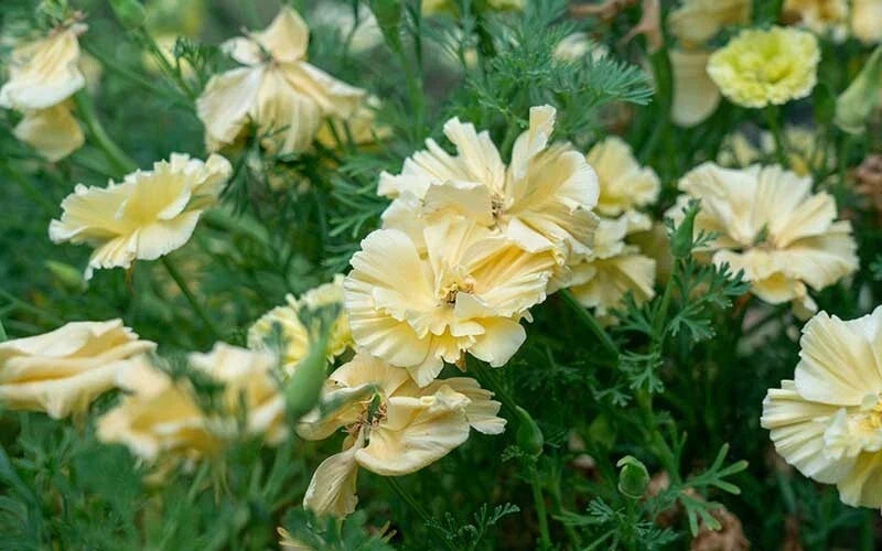California Cream Swirl Poppy Seeds - 200+ Pack, Garden Flower Seeds, Eschscholzia californica, Vibrant Cream & White Blooms