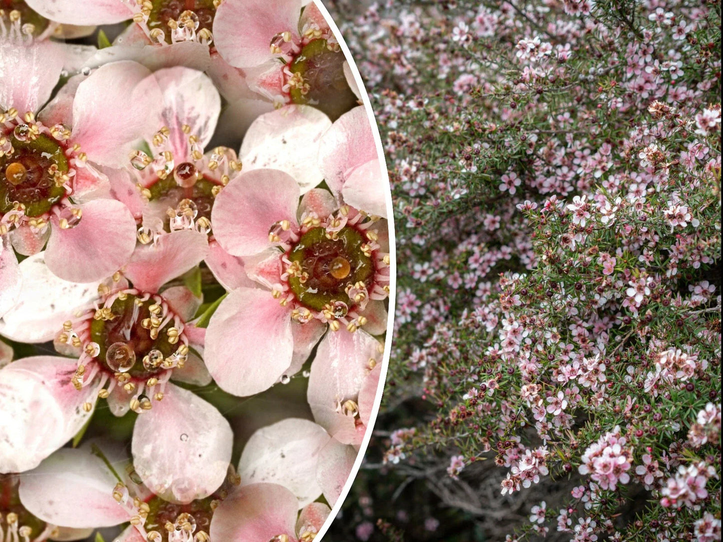 Manuka Tea Tree Seeds – Pink Flowering Shrub for Medicinal Honey & Tea – Leptospermum scoparium – 100+ Seeds, Easy to Grow