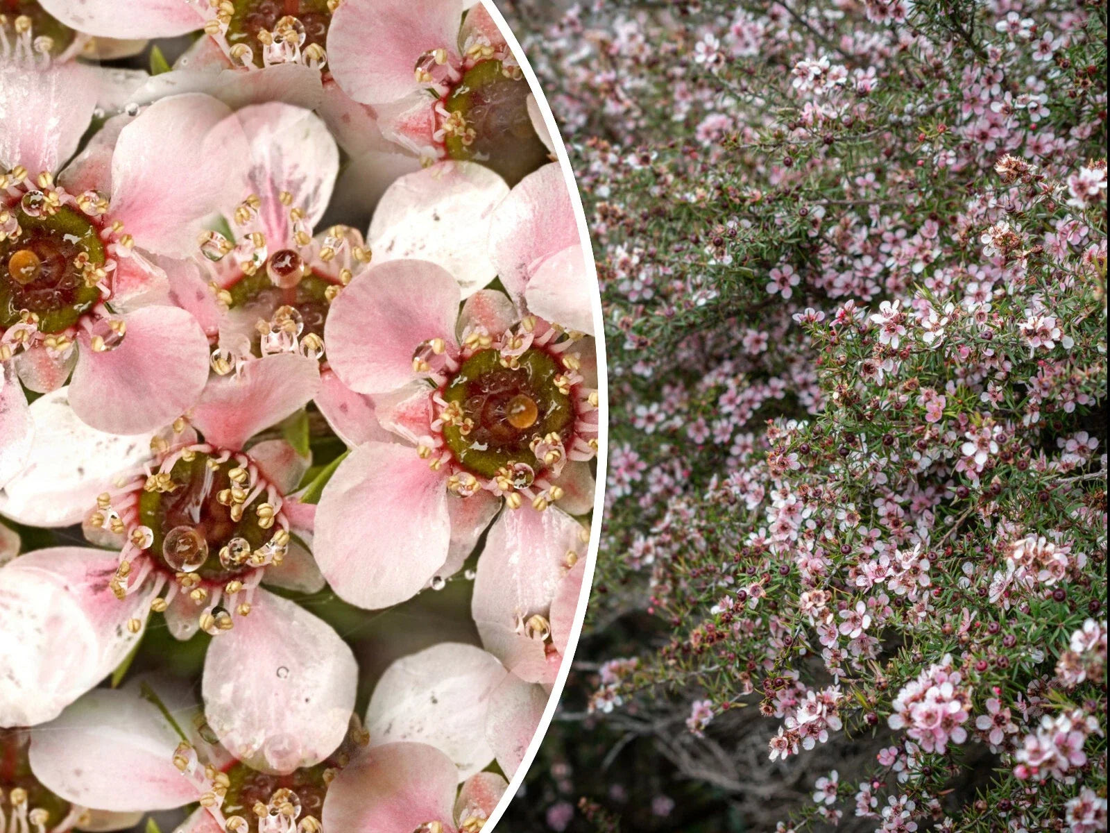 Manuka Tea Tree Seeds – Pink Flowering Shrub for Medicinal Honey & Tea – Leptospermum scoparium – 100+ Seeds, Easy to Grow