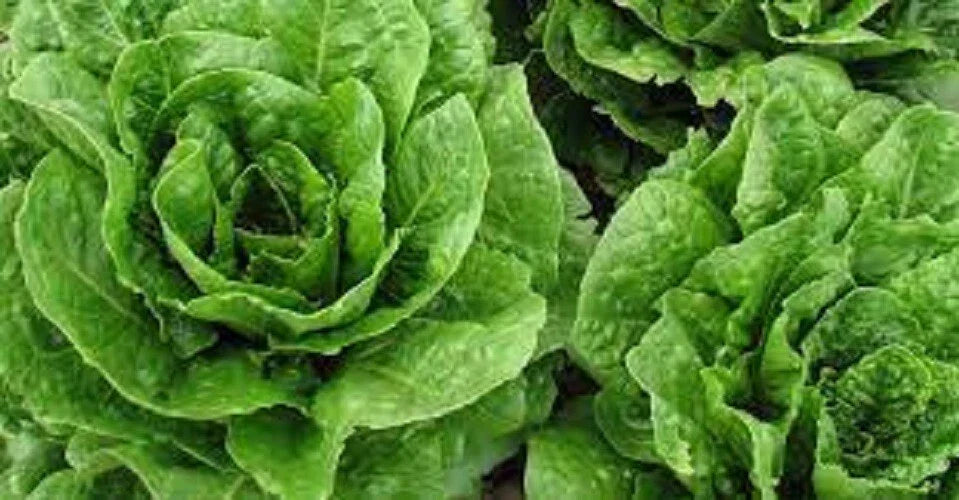 Parris Island Romaine Lettuce Seeds - Organic Heirloom Gardening Seeds