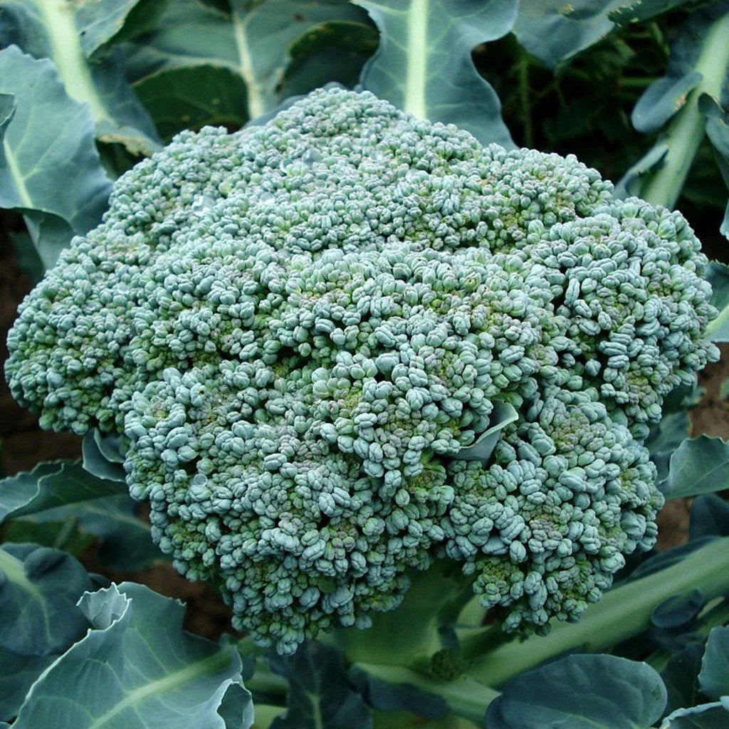 Waltham 29 Broccoli Seeds - NON-GMO, High Yield, Easy to Grow Brassica oleracea