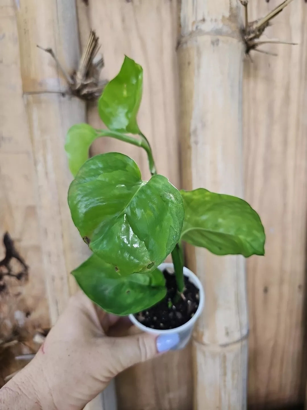 Rare Reverted 2 Color Manjula Pothos Plant - Fully Rooted 2.5" Pot, Epipremnum aureum