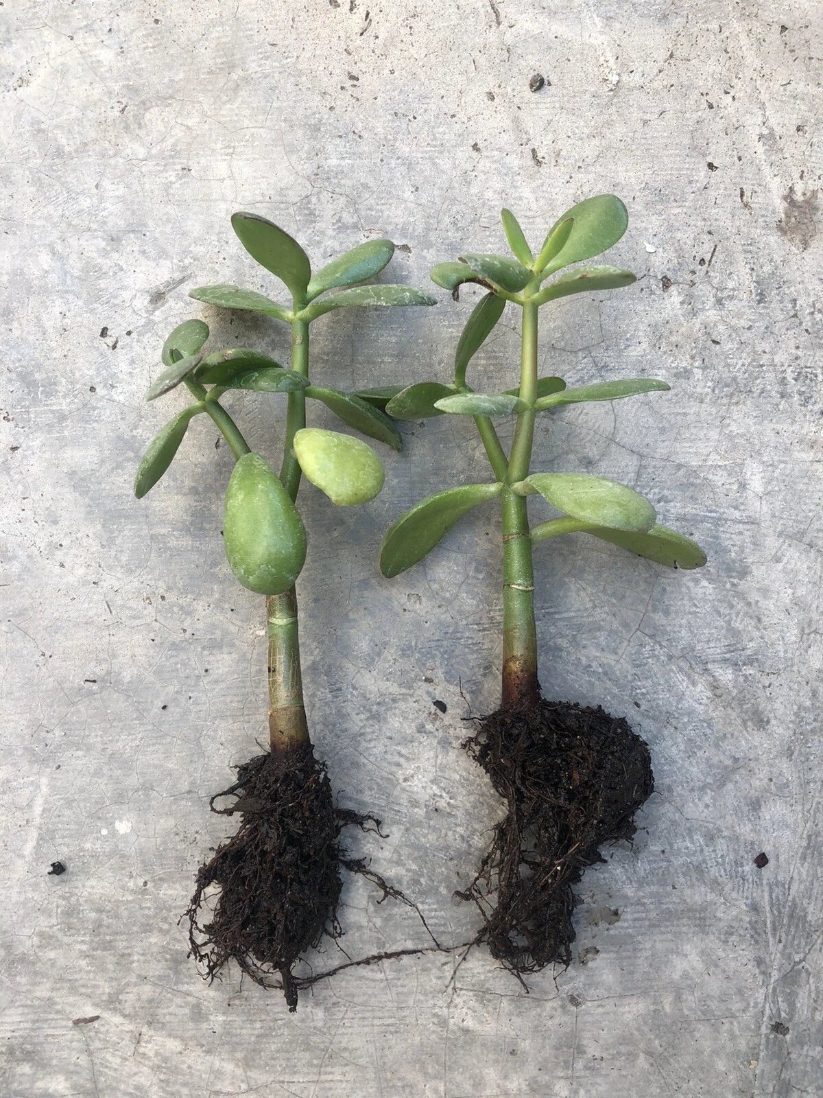 Rooted Jade Plant - Money Plant - Live Succulent Crassula ovata - Indoor & Outdoor Ready to Plant
