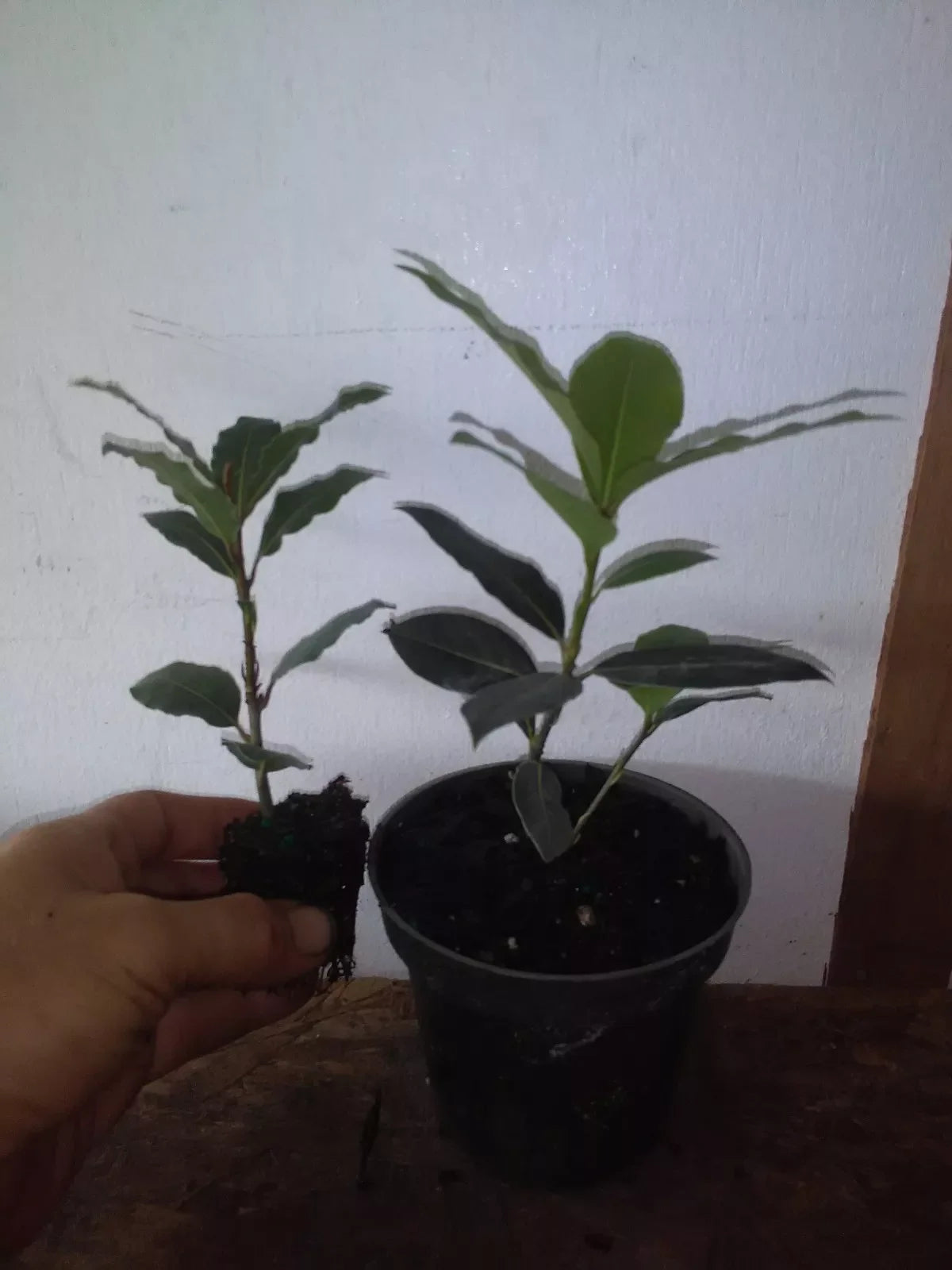 Bay Leaf Tree Starter Plants Set – Laurus nobilis, Aromatic Evergreen Shrubs for Culinary & Garden Use