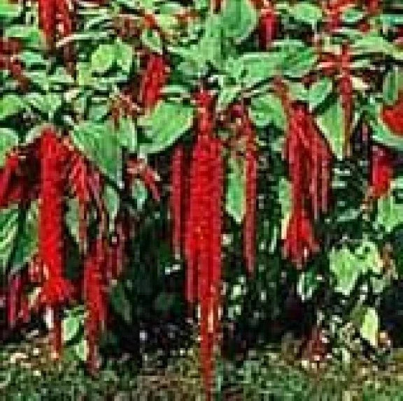 Love Lies Bleeding Seeds - Crimson Tassel Flower - Amaranthus caudatus - 100 Pack, Annual, Vibrant Red Flowers, Easy to Grow