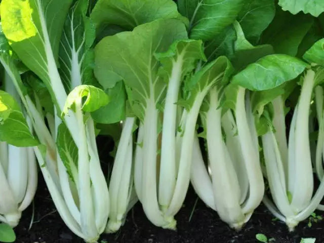 Pak Choi White Stem Seeds | NON-GMO Chinese Cabbage Brassica rapa chinensis