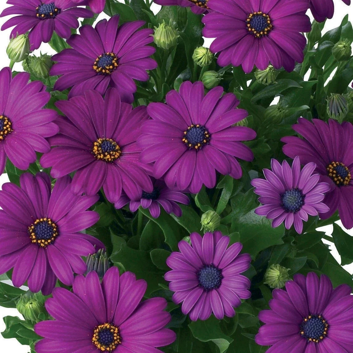 Dark Purple Cape Daisy Seeds – Osteospermum ecklonis – 200 Pack for Garden, Borders, Containers, Full Sun, Low Maintenance