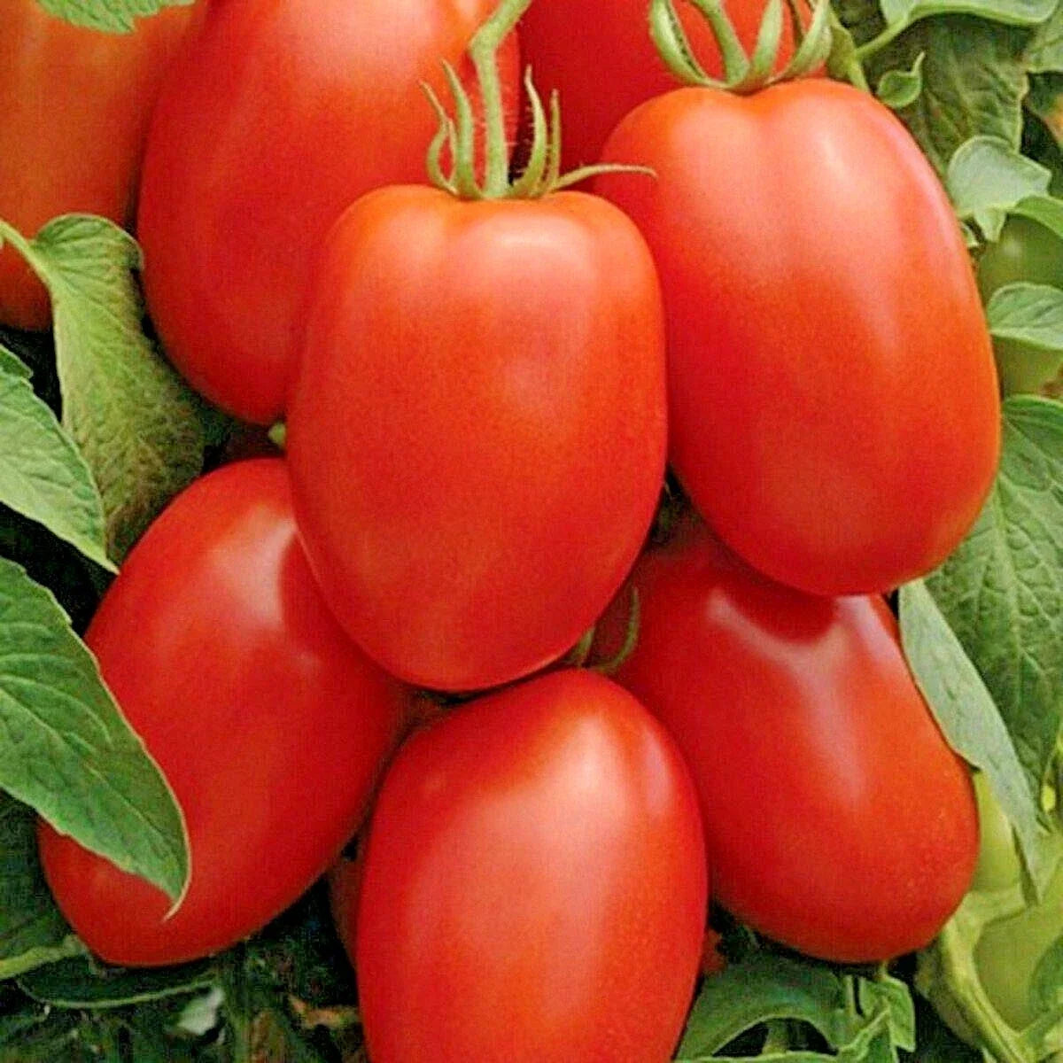 Roma Tomato Seeds - Organic Paste Variety for Sauces & Salads, Solanum lycopersicum, 101+ Seeds, Suitable for Garden & Container Planting