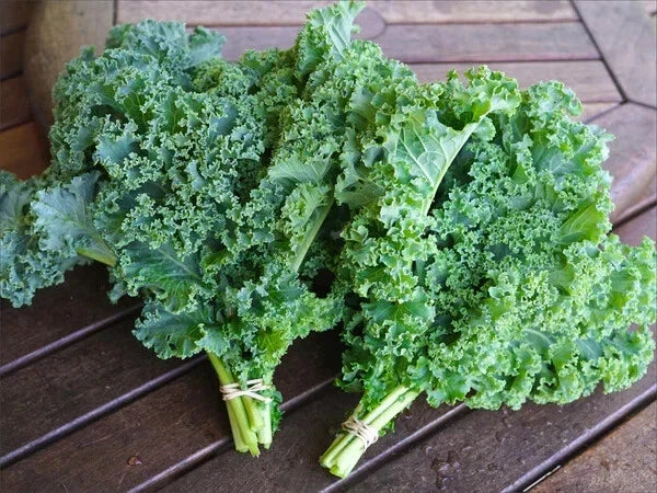 Kale Seeds - 15 Pack - Non-GMO Brassica oleracea - Organic Vegetable Seeds for Home Gardening
