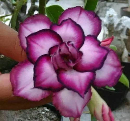 Desert Rose Seeds - 4 Double White Purple Adenium Obesum Perennial Flower Seeds
