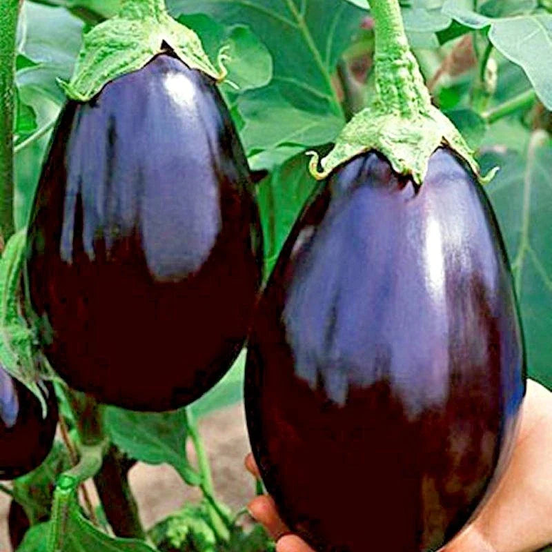 Black Beauty Eggplant Seeds - Organic Heirloom Vegetable for Container Gardening, Solanum melongena, 100+ Seeds