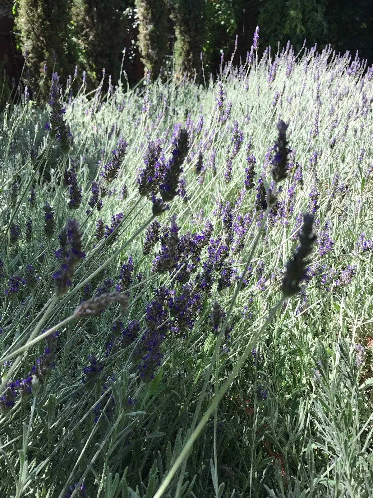 Organic Live Lavender Cuttings - Lavandula angustifolia - California USA, Aromatic, Drought-Tolerant, Full Sun