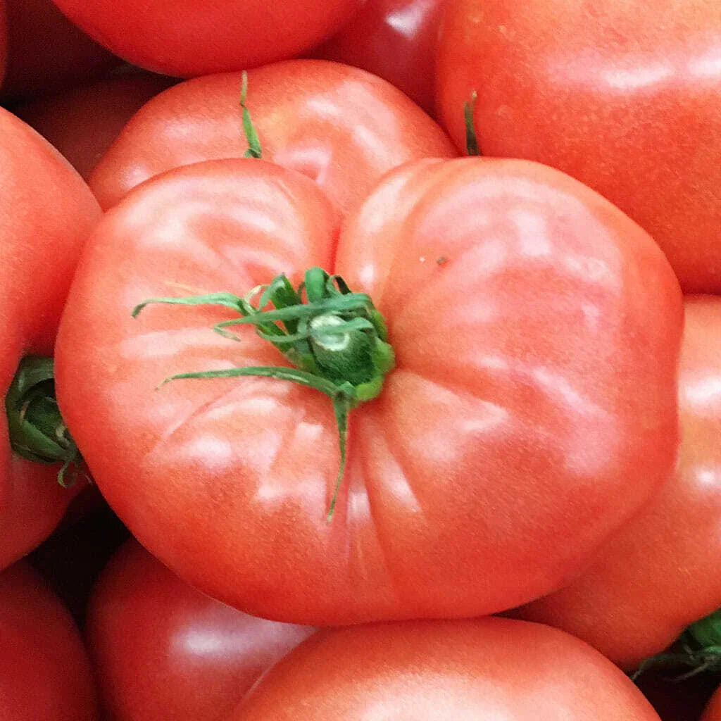 German Johnson Tomato Seeds - 50 Ct Heirloom Non-GMO Vegetable Seeds