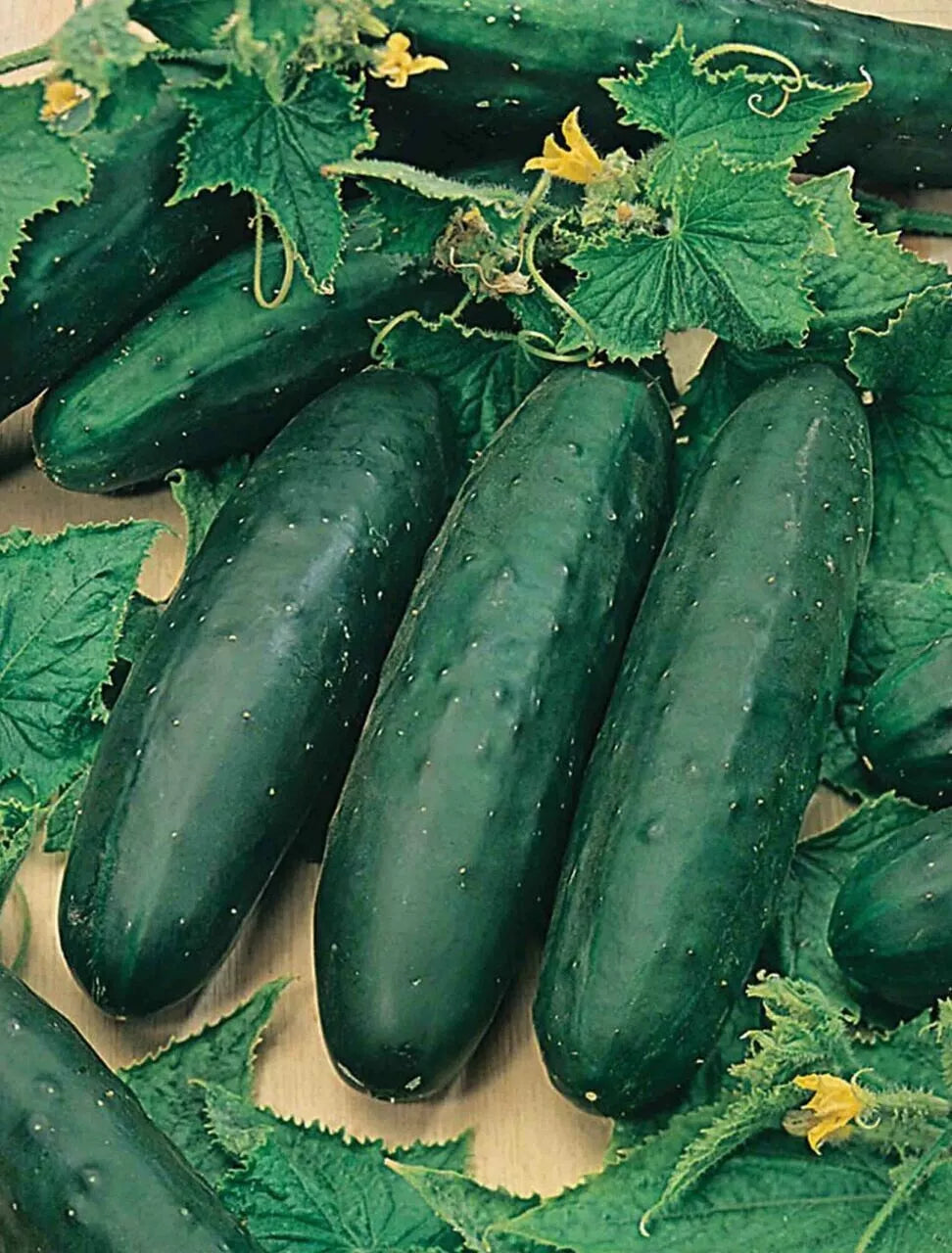 Marketmore 76 Cucumber Seeds – Organic Heirloom Non-GMO Cucumis sativus, Long Smooth Cucumbers, Vegetable Seeds for Home Garden