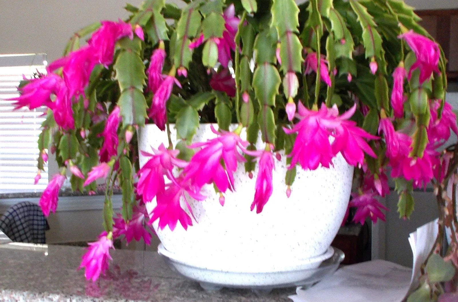 Pink Christmas, Thanksgiving, Easter Cactus - 3 Live Rooted Plants Schlumbergera spp. for Indoor Decor