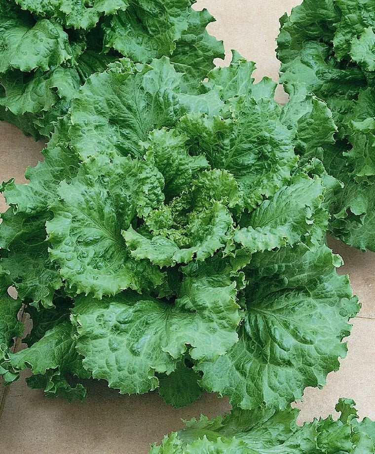 Arianna Loose Leaf Lettuce Seed - Non-GMO Lactuca sativa for Home Garden