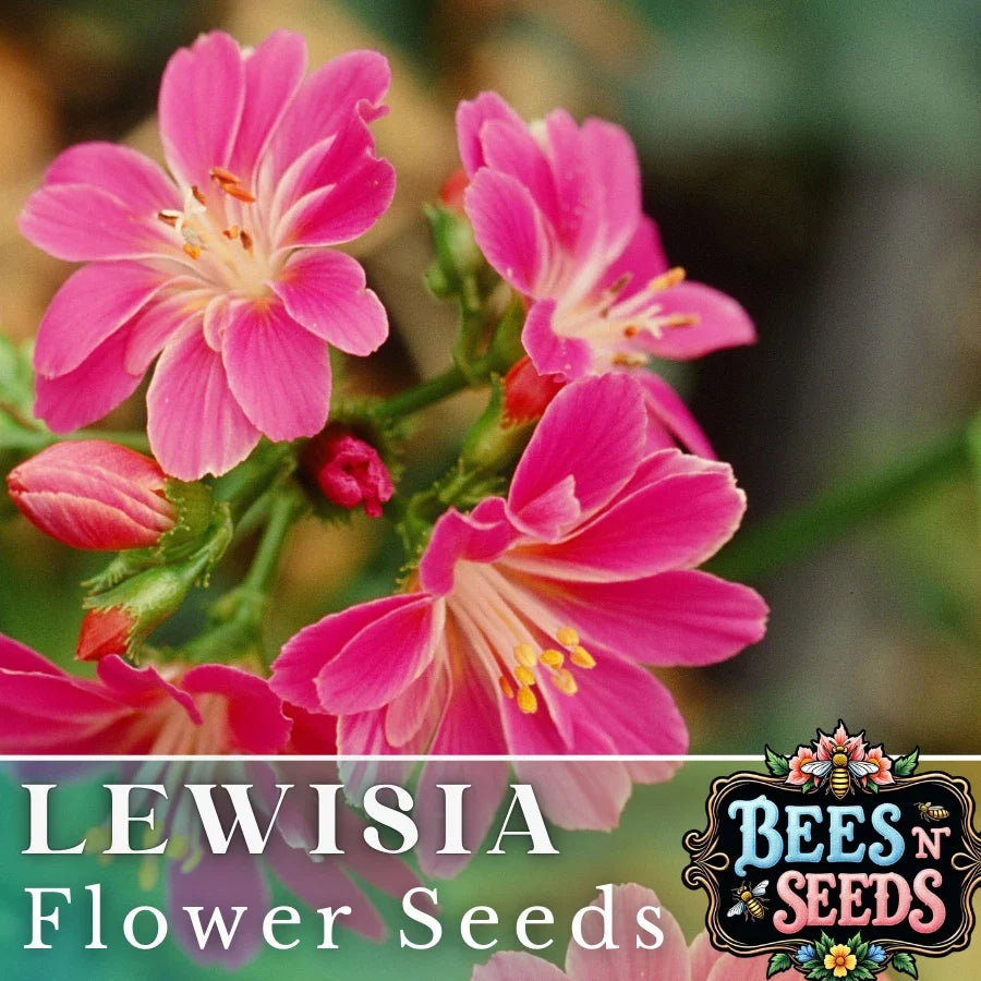 Lewisia Seeds - Magenta Flower, Non-GMO, Perennial Garden Plant, Lewisia cotyledon, Rock Garden, Container Gardening, 35 or 100 Seeds