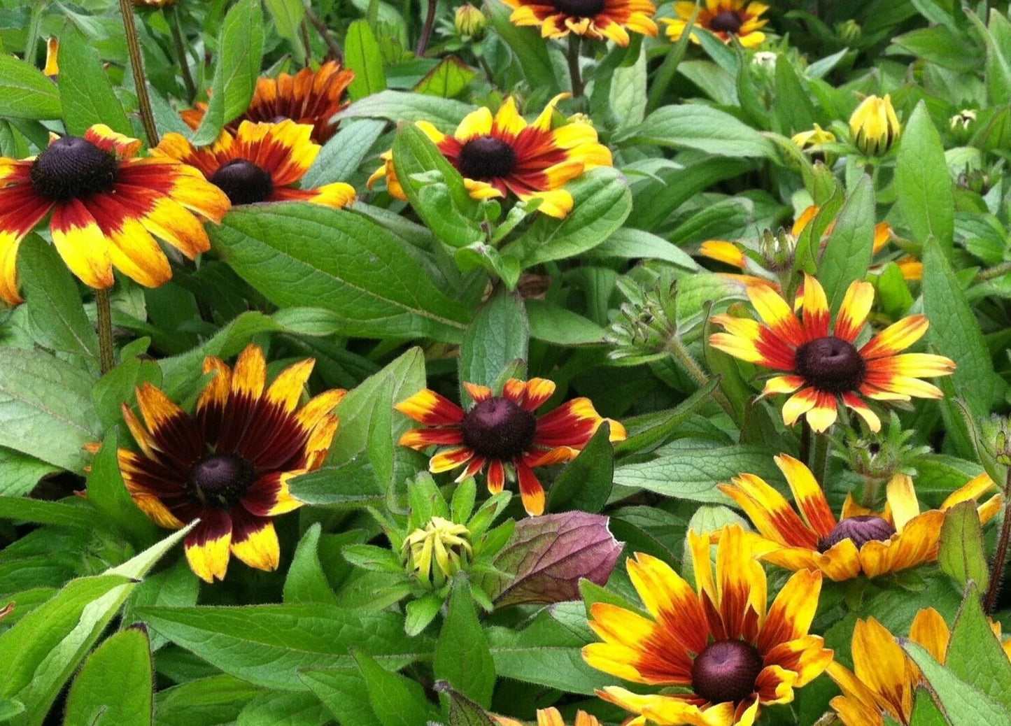 Rudbeckia Seeds - Becky Mix Extra Dwarf Variety - Black-Eyed Susan - 15 Seeds - Pollinator Attracting Flowers