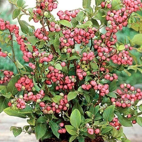 Pink Lemonade Blueberry Live Plant - 3-Inch Pot - Vaccinium ashei Rabbiteye Variety