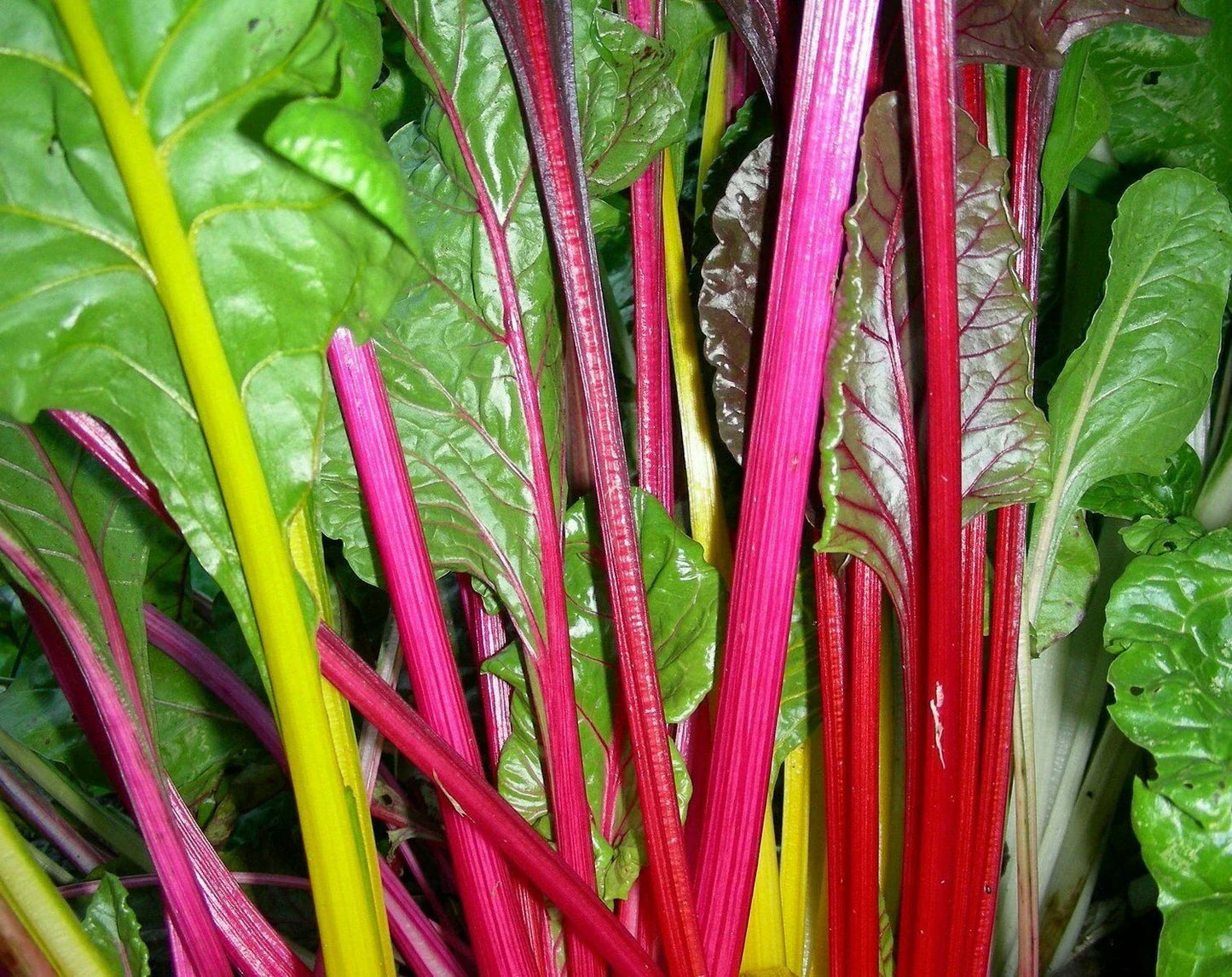 Rainbow Swiss Chard Seeds - 100+ Heat Tolerant Vegetable Seeds Beta vulgaris
