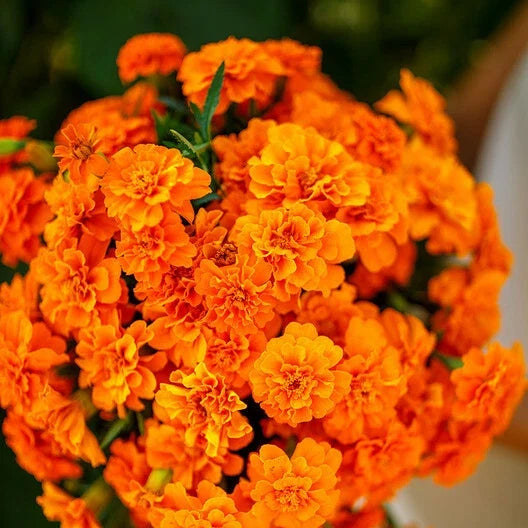 French Marigold Seeds - Tangerine Double Dwarf - Non-GMO, 100 Seeds, Tagetes patula, Compact, Bright Orange Flowers