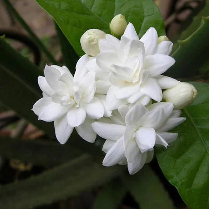 Fragrant Arabian Jasmine Live Plant 10" Tall with Buds - Jasminum sambac Indoor/Outdoor