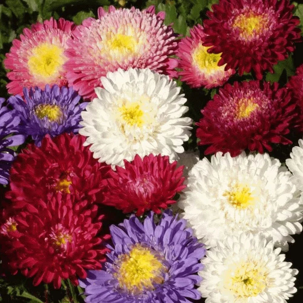 Aster Seeds - Powder Puff Mix, Annual Cut Flowers, Vibrant Colors, Aster spp., 100 Seeds