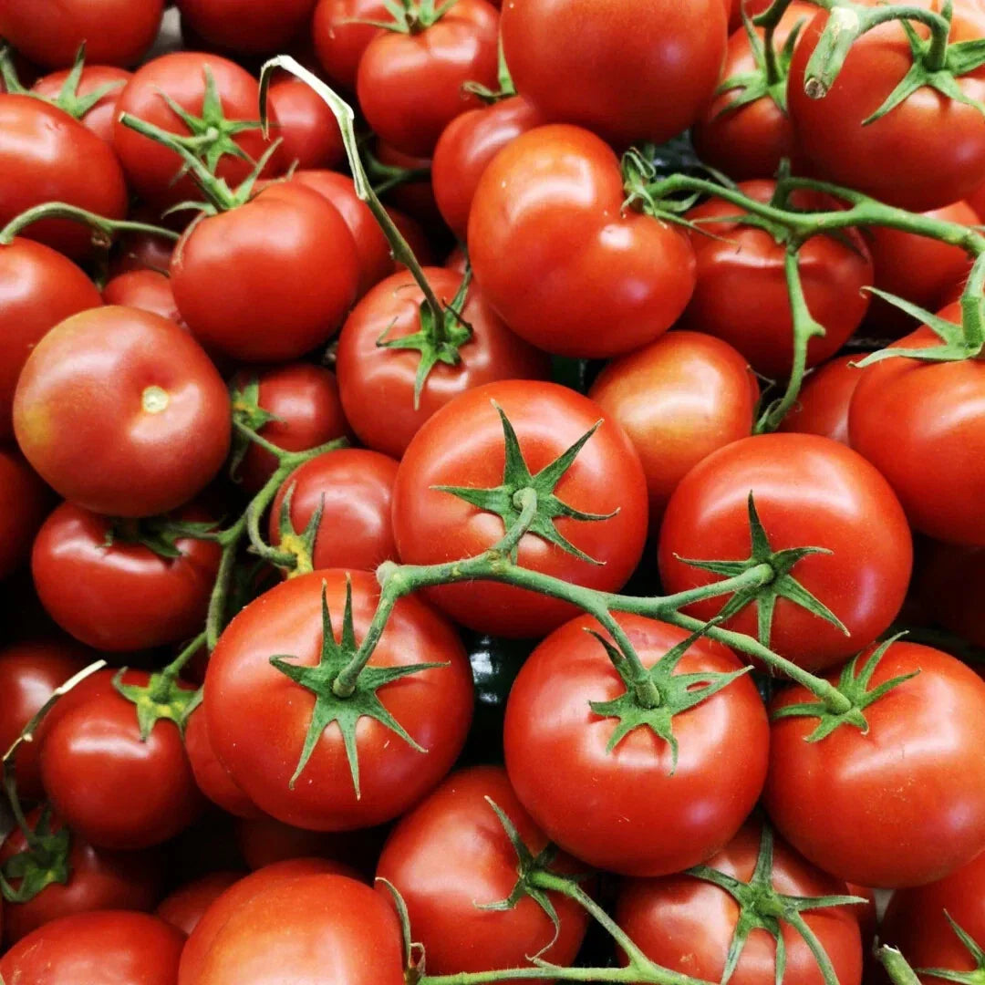 Oregon Spring Tomato Seeds - Heirloom Non-GMO for Cool Climates