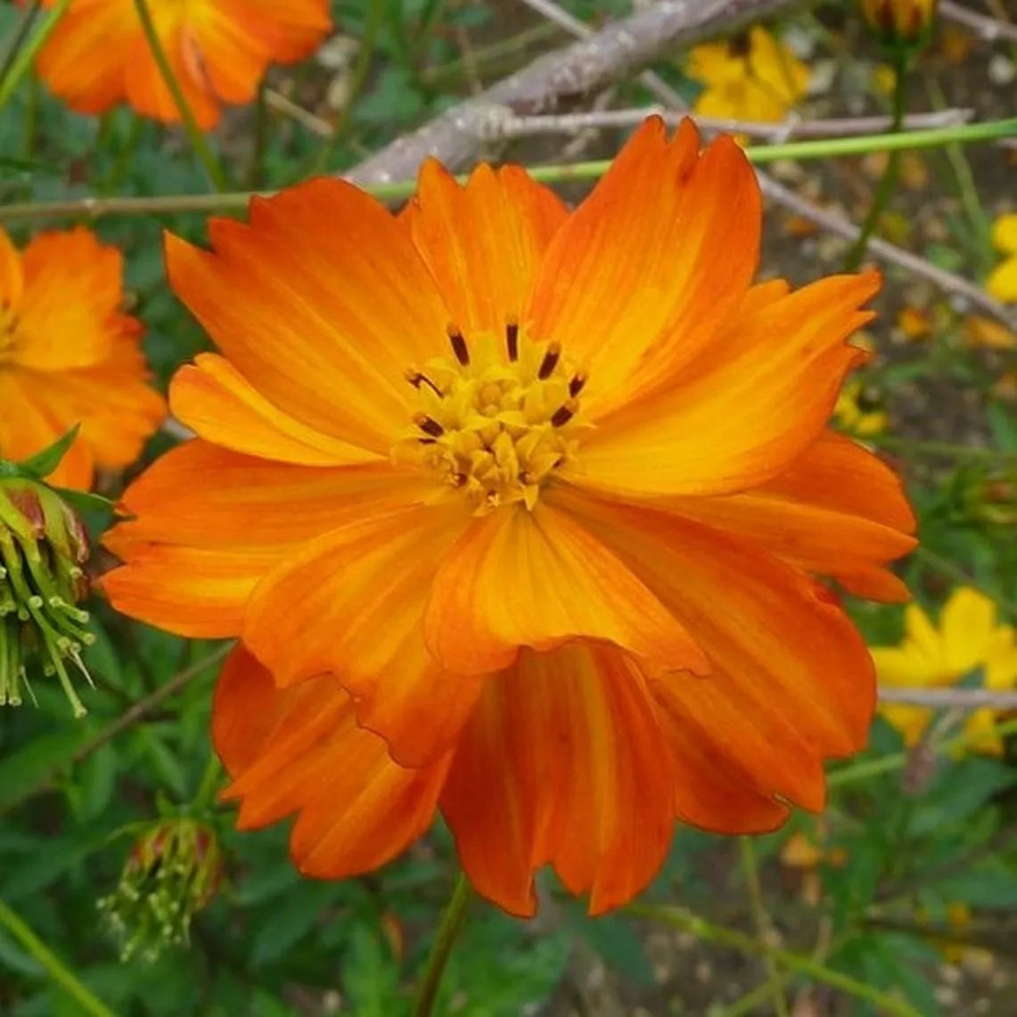 Cosmos Seeds 100 Ct Tall Orange Sulphur Annual Flower Garden - USA Grown