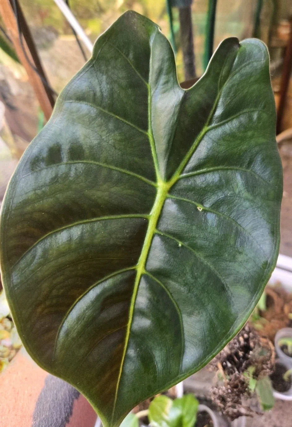 Alocasia Golden Bone Corms – Healthy, Ready to Grow, Easy to Root – Alocasia macrorrhiza 'Golden Bone' for Indoor & Outdoor Gardens