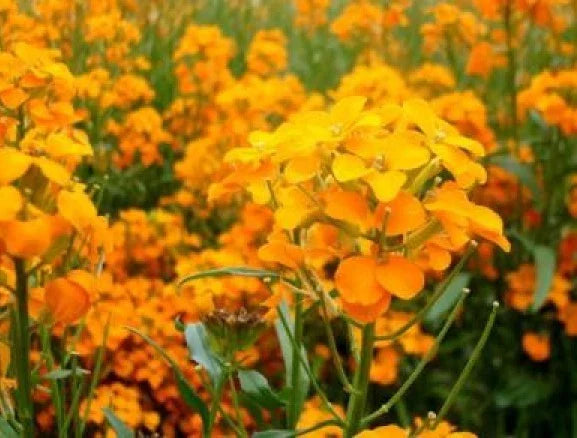 Siberian Wallflower Seeds - 100 Fresh Erysimum sibiricum Seeds