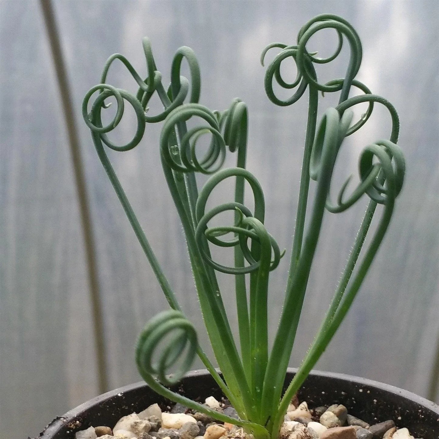 Live Succulent Plant - Albuca spiralis - Unique Spiral Leaves - Indoor Garden Decor - Low Maintenance Cactus or Succulent