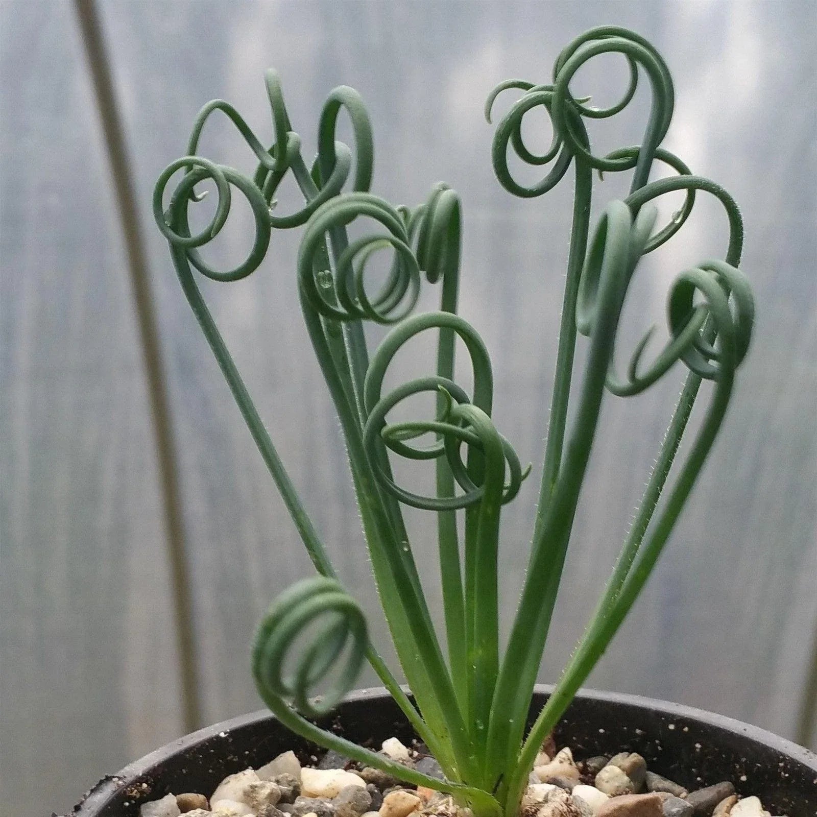 Live Succulent Plant - Albuca spiralis - Unique Spiral Leaves - Indoor Garden Decor - Low Maintenance Cactus or Succulent