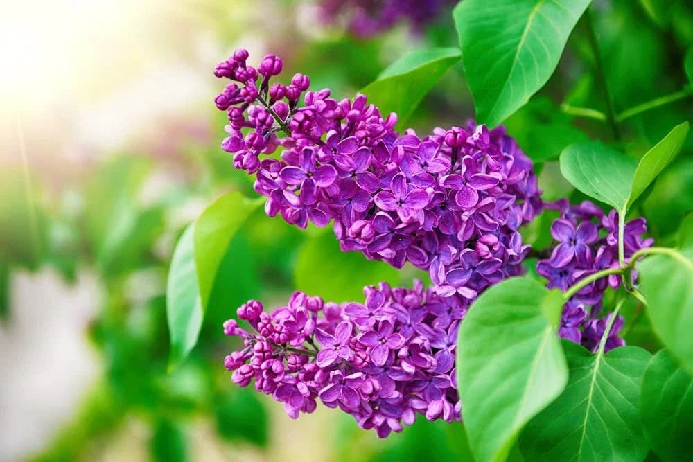 Purple Lilac Seeds - 50 Seeds - Fragrant Purple Flowers - Syringa vulgaris Garden Plant