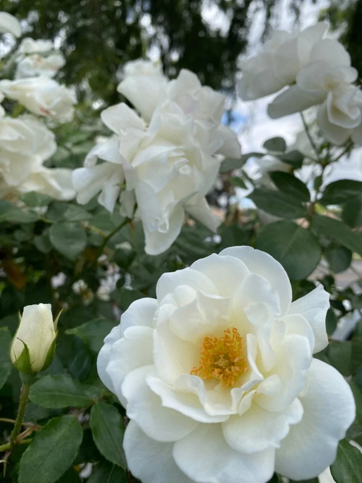 White Rose Cuttings 3 Stem Pack for Rooting and Grafting | Rosa alba