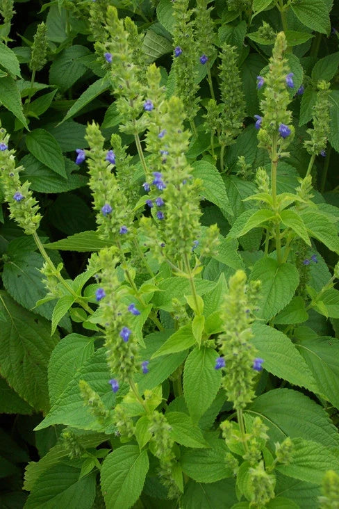Non-GMO Chia Seeds Salvia hispanica Whole Seeds for Smoothies, Baking & Healthy Superfood, Various Sizes