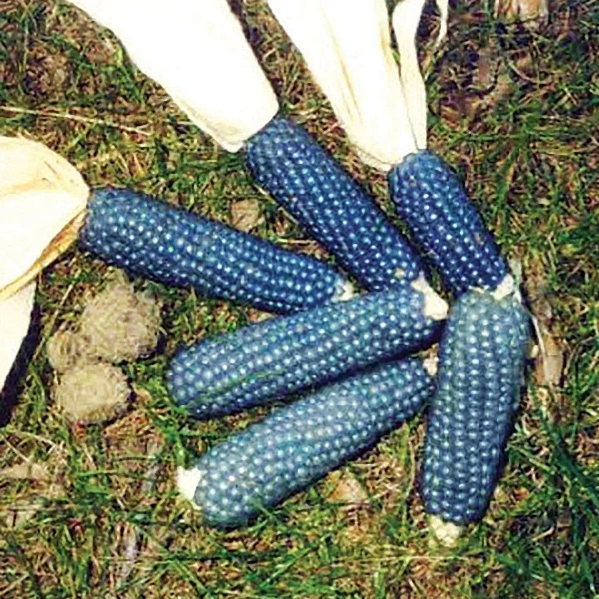 Miniature Blue Popcorn Seeds - 25 Pack, Heirloom Zea mays everta, Compact Corn for Planting, Blue Kernel, Home Garden, Container Growing