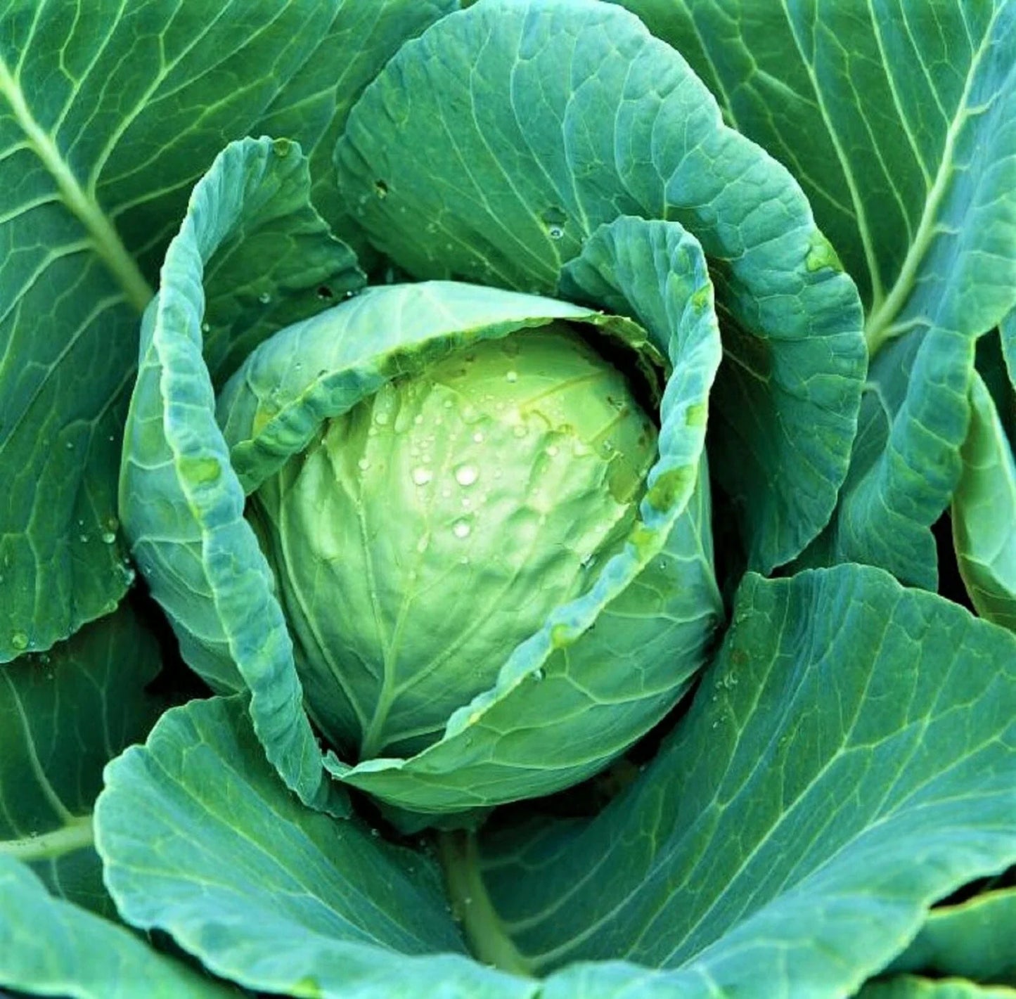 All Seasons Cabbage Seeds – Non-GMO, Heirloom Brassica oleracea, 300+ Seeds for Year-Round Gardening