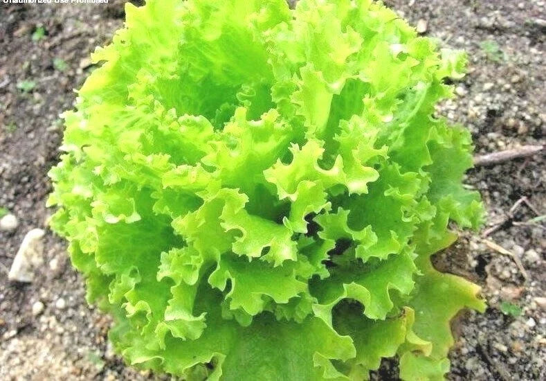 Organic Salad Bowl Lettuce Seeds – Loose Leaf Romaine, Non-GMO Vegetable Gardening, 601+ Seeds for Home Gardens