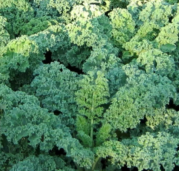 Kale Seeds - Dwarf Blue Curled Variety, Brassica oleracea, 500+ Seeds for Compact, Nutritious Greens, Vegetable Garden Plant