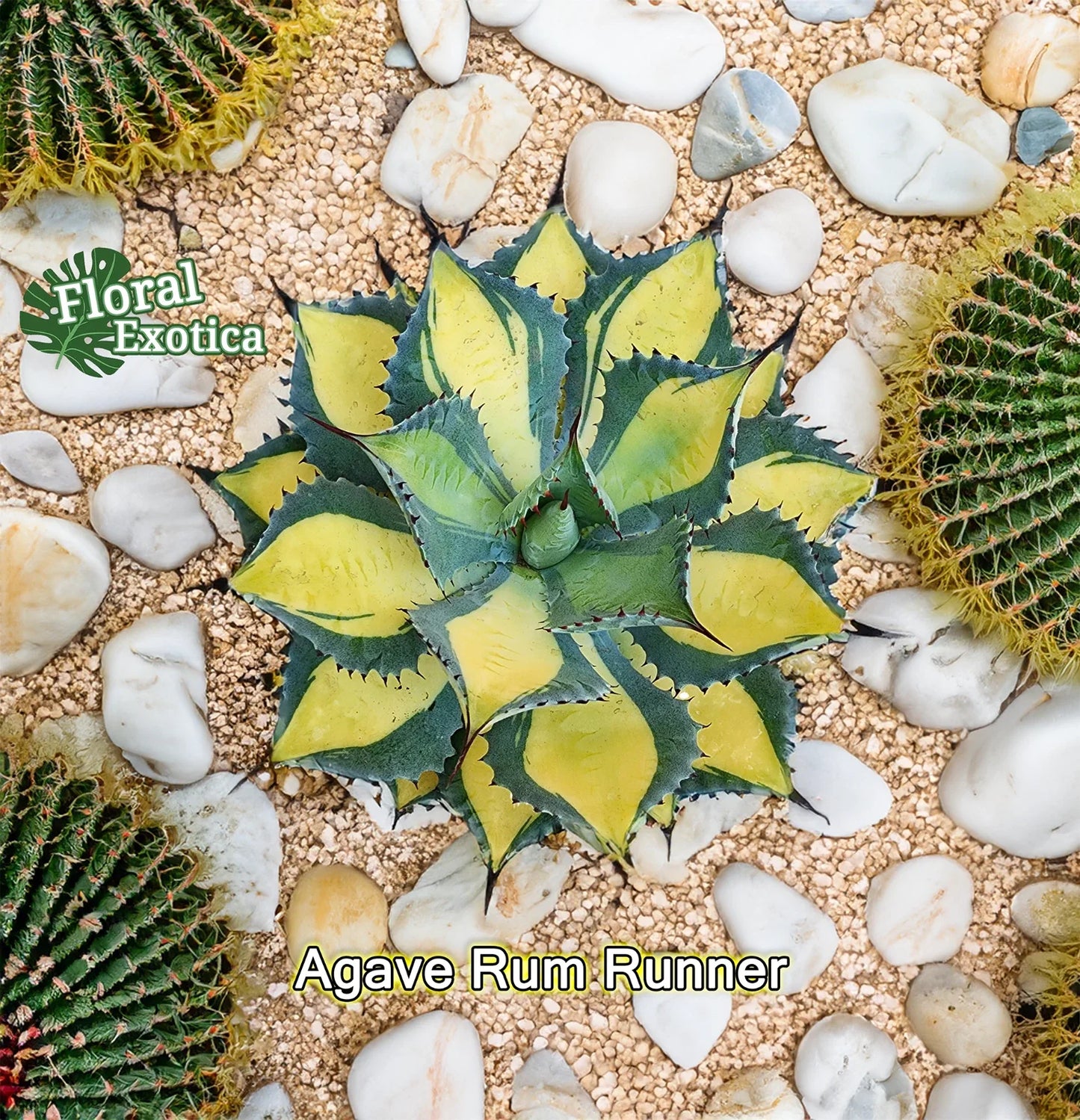 Agave Isthmensis Rum Runner Starter Pup – Succulent Plant for Indoor Gardens – Drought-Resistant, Low Maintenance Cactus
